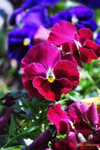 pansies by Paul Militaru