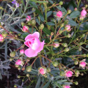 Roses found in Odense