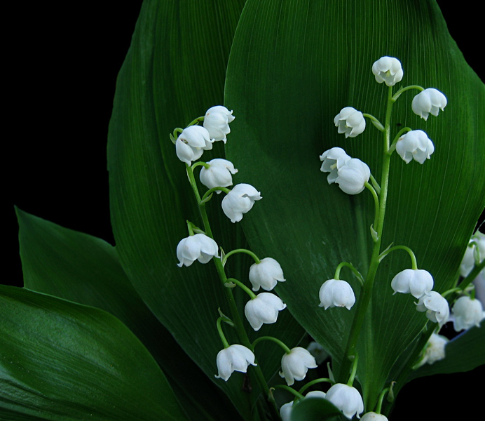 Liljekonval foto Olsen