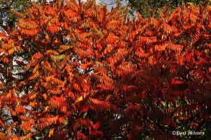 Courtesy to Paul Militaru