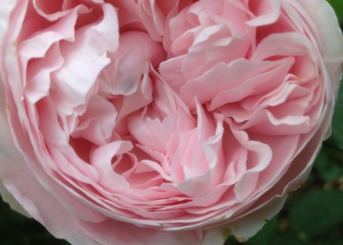 An old fashioned English rose from my garden