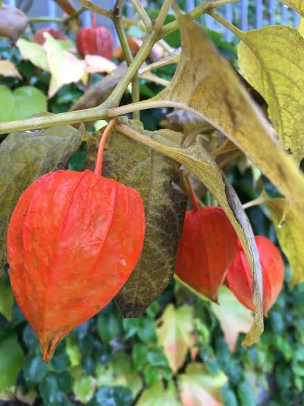 Locust lights from Berlin