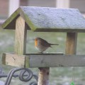 A robin