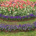 Tulips and pansies in the Gothenborg&nbsp;park
