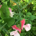Sweet Peas