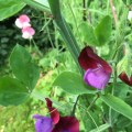 Sweet Peas