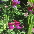 Sweet Peas