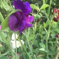 Sweet Peas