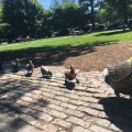 “Make way for ducklings” in Boston Public&nbsp;Garden