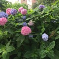 Hortensias at the Washington&nbsp;Square