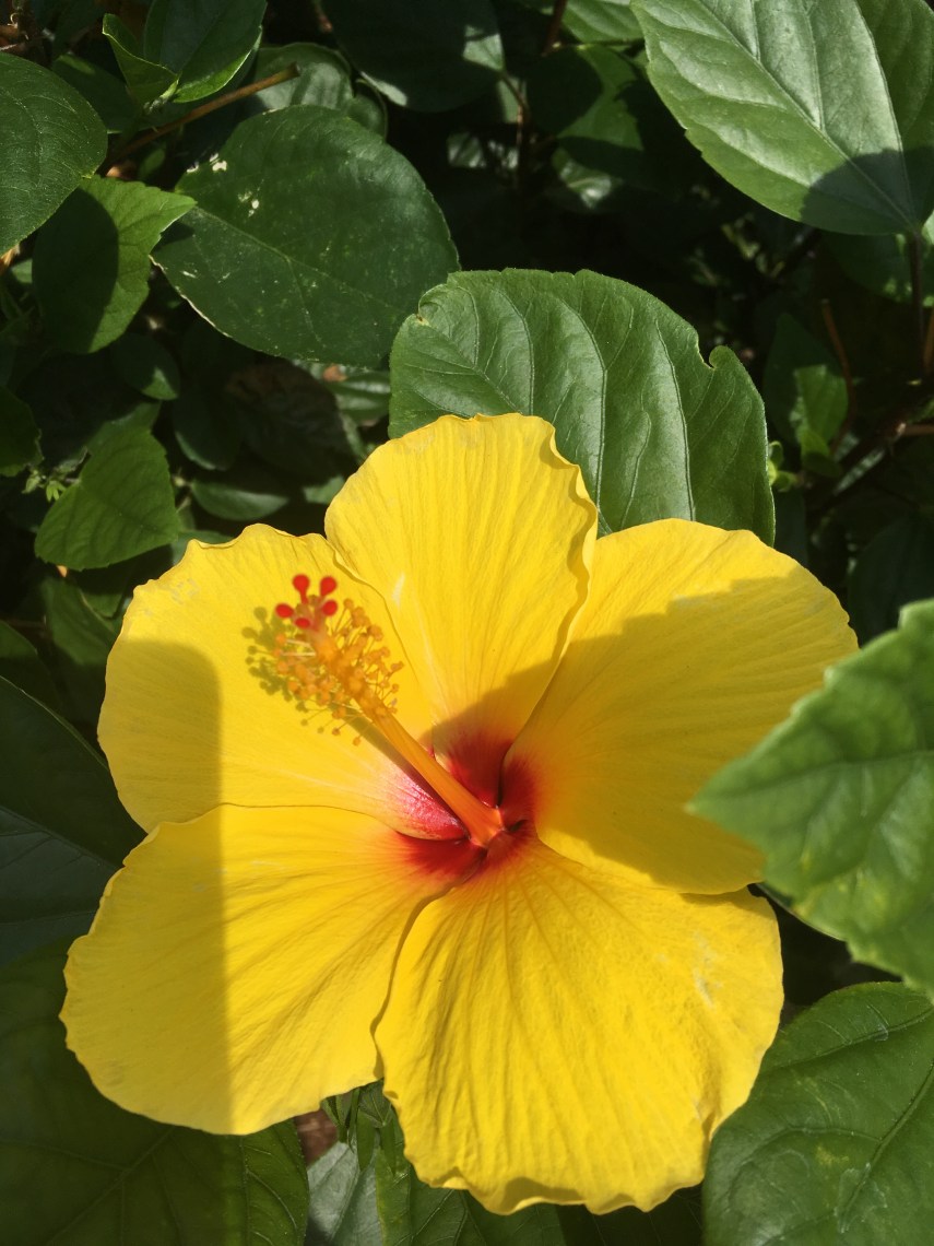Hibiscus seen at the National Museum of Natural History Washington, D.C.