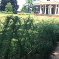 Flowers at a path in Jefferson’s historic&nbsp;garden