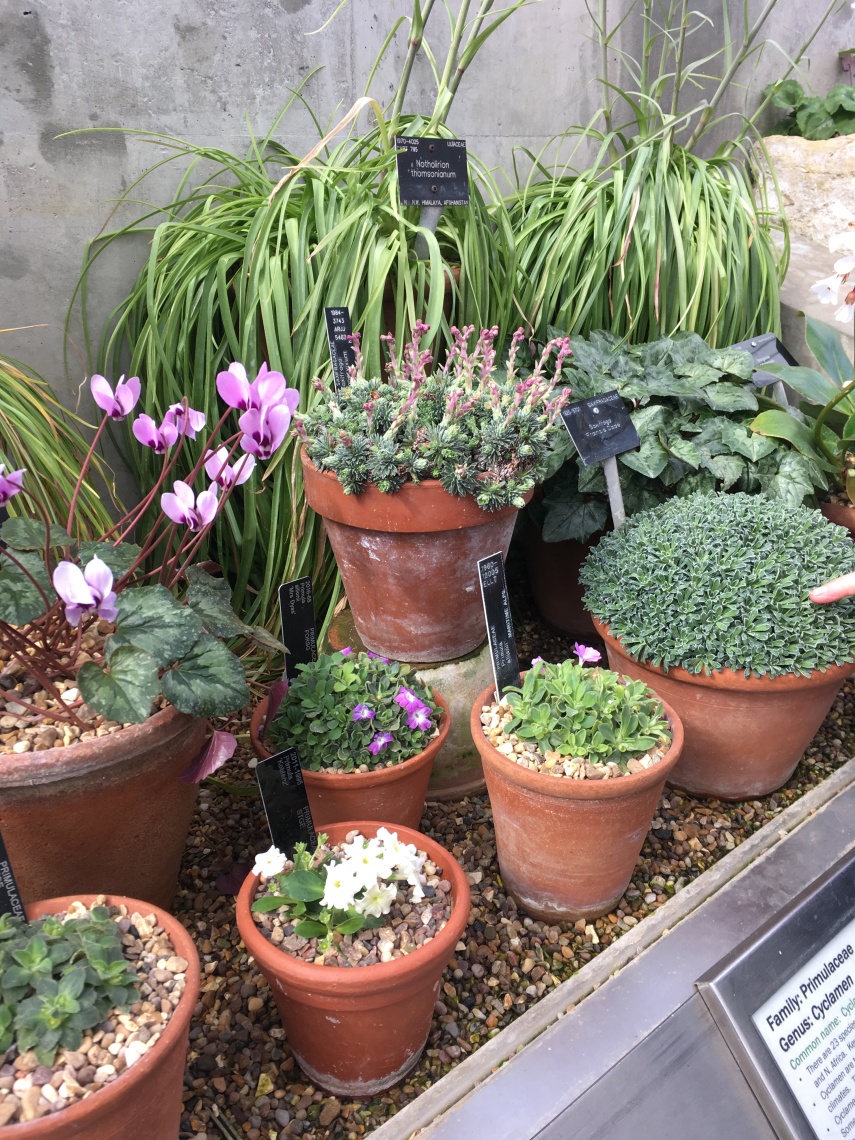 Plants from the Alpine House