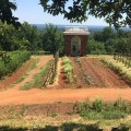 From the garden of&nbsp;Monticello