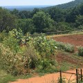 A view from the garden of&nbsp;Monticello