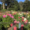 A flower garden of Dahlias at the Golden Gate&nbsp;Park