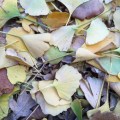 Leaves from outside the Skovgaard&nbsp;museum