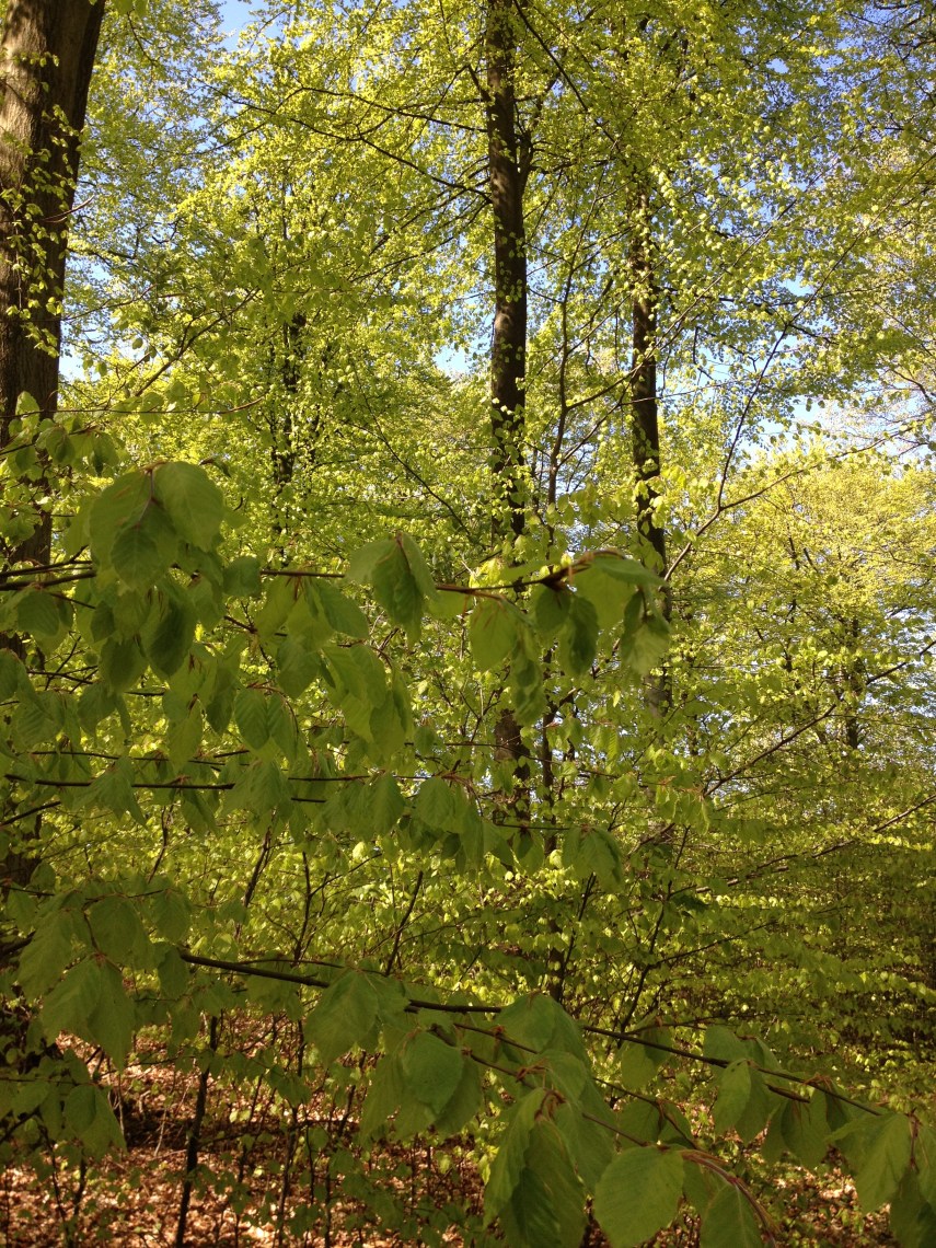 Beech in May in Copenhagen
