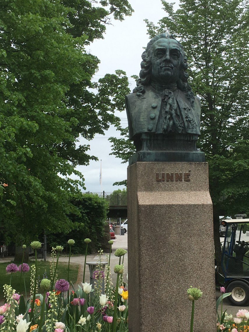 A statue of Carl von Linné in a park in Växjö close to his Latin School