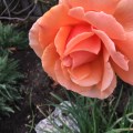 A rose at Custom House in old town&nbsp;Monterey