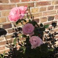 One of his wife’s roses at the&nbsp;vicarage