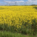 Yellow rapeseed