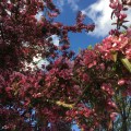 A Japanese cherry tree in blossom seen on a running&nbsp;exercise