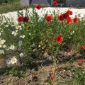 Wild poppies resembling the lost lives of&nbsp;soldiers