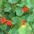 Nasturtium in yellow and orange from the garden of&nbsp;Gavnø