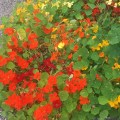Nasturtium in yellow and orange from the garden of&nbsp;Gavnø