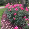 Roses along a&nbsp;path